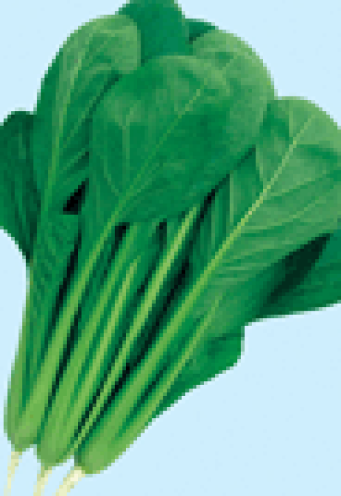 こまつな 楽天市場】日本農林 コマツナ こまつな 小松菜 神楽坂 5000粒 : 種苗