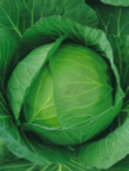 楽天市場】日本農林 キャベツ きゃべつ フルーツキャベツ 2500粒