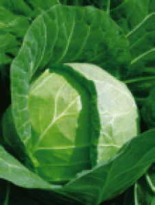 {_ Lxc ׂ@j[{[@2500