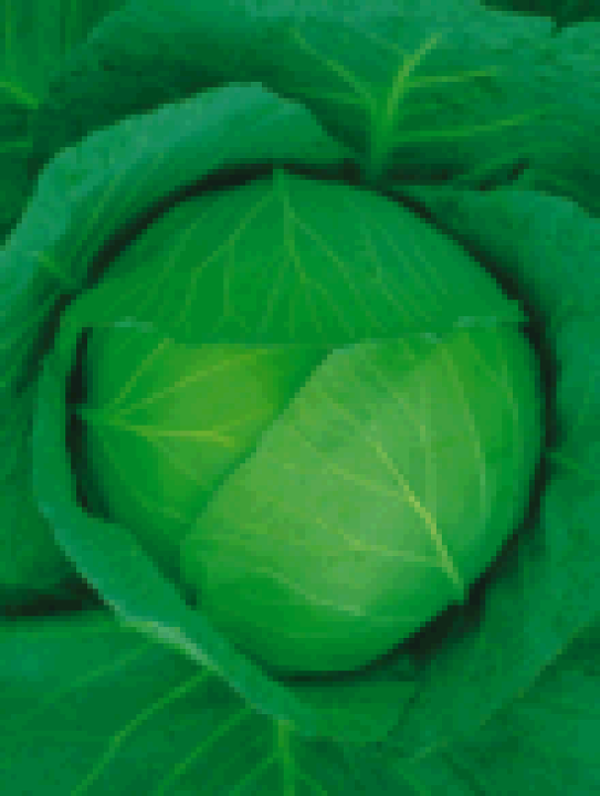 楽天市場】日本農林 キャベツ きゃべつ 藍宝2号 小袋 : 種苗・園芸