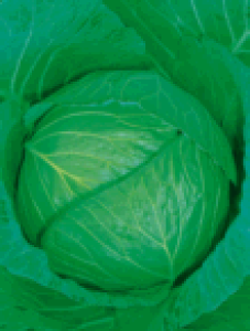 {_ Lxc ׂ@YR@R[g5000