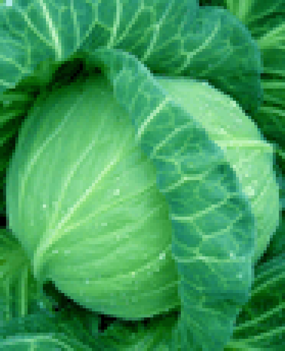 楽天市場】日本農林 キャベツ きゃべつ さつき王 2500粒 : 種苗・園芸