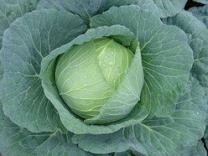 {_ Lxc ׂ@YCR(jR[g5000