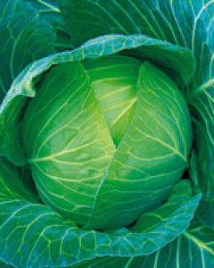 {_ Lxc ׂ@͂₩@2500