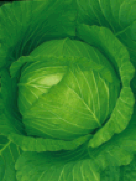 きゃべつん  たね 大和農園 キャベツ きゃべつ 翠緑 20ml : 種苗・園芸