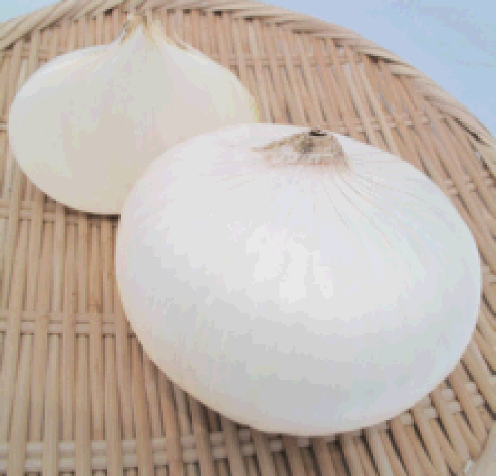 楽天市場】日本農林 タマネギ たまねぎ 玉葱 ホワイトベアー 20ml