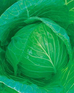 {_ Lxc ׂ@YR͂܋g@R[g5000