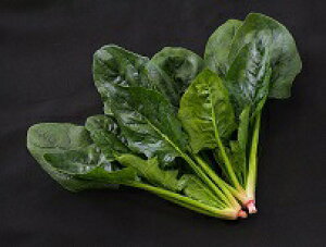 {_ zE\E ق񂻂 @@@V[hvX@