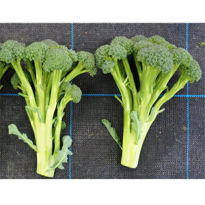 �i���g��c �u���b�R���[ ���̃u�����`�@�R�[�g40��