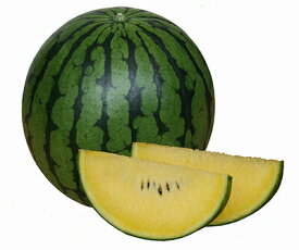 楽天市場 小玉 スイカ 苗の通販