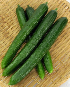  igc LE ӉZ イ@ȂȂZUTTO@