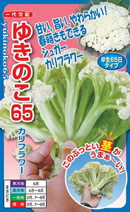 igc Jt[ 䂫̂65iVK[Jt[jR[g40