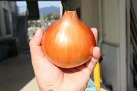 ナント種苗 タマネギ あまがし2号（パンッと張った大玉が自慢）小袋