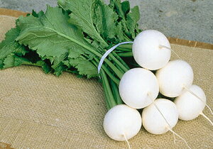 ナント種苗 カブ 耐病しらふじ 小袋