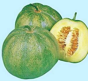 igc }N ߍ]؁@Ȃ肭}N@