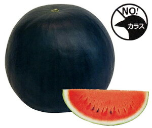  igc XCJ q Si낪˂j100