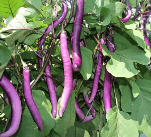 ナント種苗 ナス エンギもん(細ナス)小袋