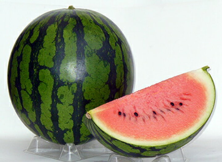 楽天市場 たね ナント種苗 スイカ 種子 ベランダdeスイカ 品種名マリンレッド 小袋 種苗 園芸ショップ 種もり