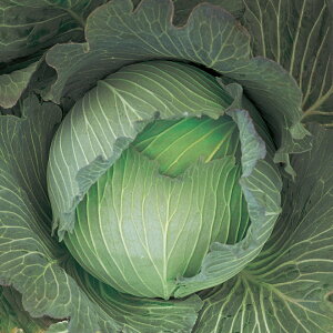 野崎採種場 キャベツ 冬のぼり 小袋
