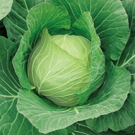 野崎採種場　キャベツ　花いぶき　小袋