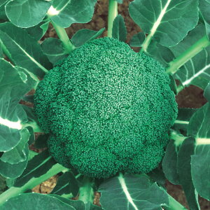 ���̎��@�u���b�R���[�@�͂݂炢�@2500��