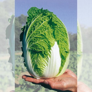 ̎@nNTC@܂@LR[g 5000