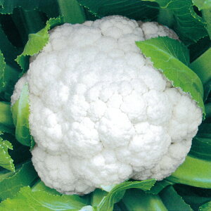 ���̎��@�J���t�����[�@�܂茎�@2500��