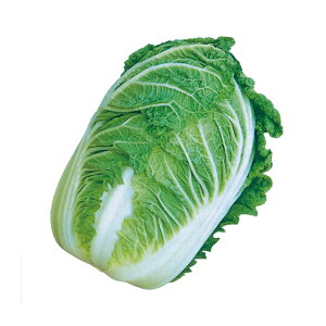 ̎@nNTC@߂ݓ񍆁@10ml