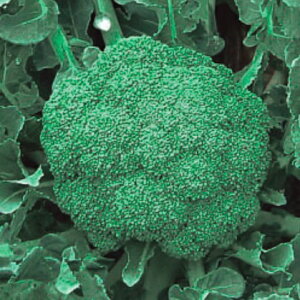 ���̎��@�u���b�R���[�@N-157�@����