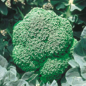 ���̎��@�u���b�R���[�@�ӗ�95�@����