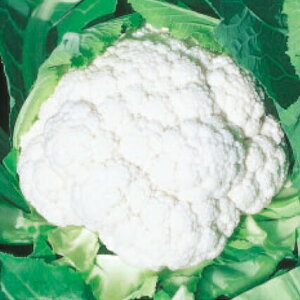 ���̎��@�J���t�����[�@�쌎�@20ml