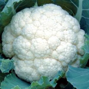 ���̎��@�J���t�����[�@�L���@2500��