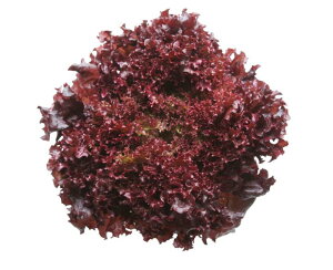 Rzc@^X@tbVbh@R[g1000