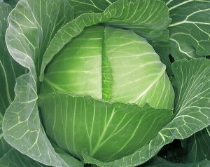 Rzc@Lxc × ׂ@z×@