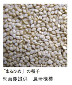  sc ܁@S}@Ӗ@܂Ђ @1dl@PVP