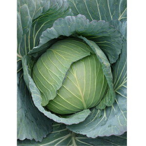 {_ Lxc ׂ@YCR܂@R[g5000