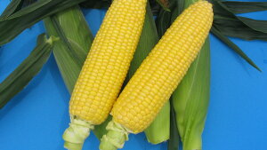  c@gERV@XC[gR[@b86@2000