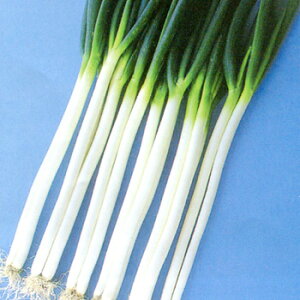 gL^c lM K ˂@t삨@R[g3000