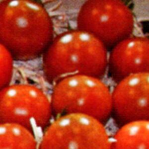 トキタ種苗 トマト ミニトマト サンショコラ 100粒