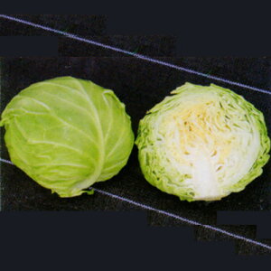 gL^c Lxc × ׂ@b`{[@R[g5000