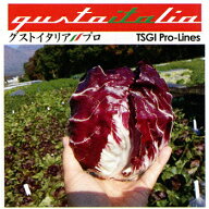 トキタ種苗 イタリア野菜　ラディッキオ ロッソ TSGI-010　コート1000粒