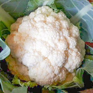 gL^c C^A Jt[ ]bgrAR70 2000