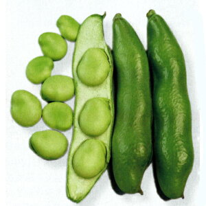 トキタ種苗 ソラマメ 蚕豆 そらまめ TSGI-1114 200粒