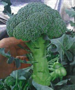 �g�L�^��c �u���b�R���[�@���� TSX-026�@�R�[�g5000��