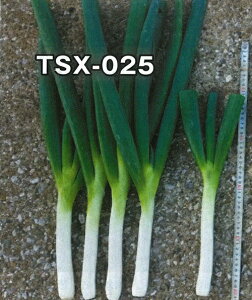 gL^c lM K ˂@~jlMTSX-025@1dl