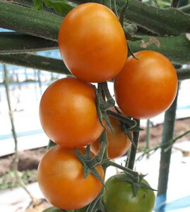 gL^c g}g@TYIW~jg}g TSX-019@100