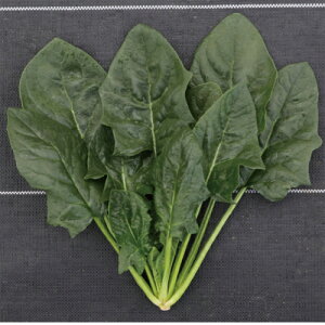 gL^c zE\E @@ ق񂻂@@K[h19@M3