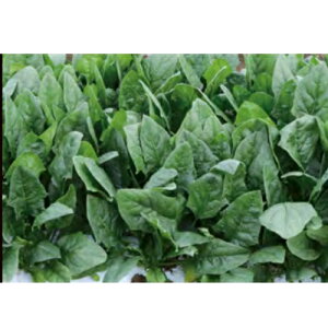 gL^c@zE\E @@ ق񂻂@XpC_[f[N 