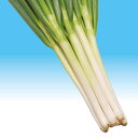 トキタ種苗 ネギ 葱 ねぎ　冬月の雫　1dl