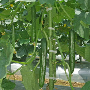 gL^c LE ݂ǂp[@100